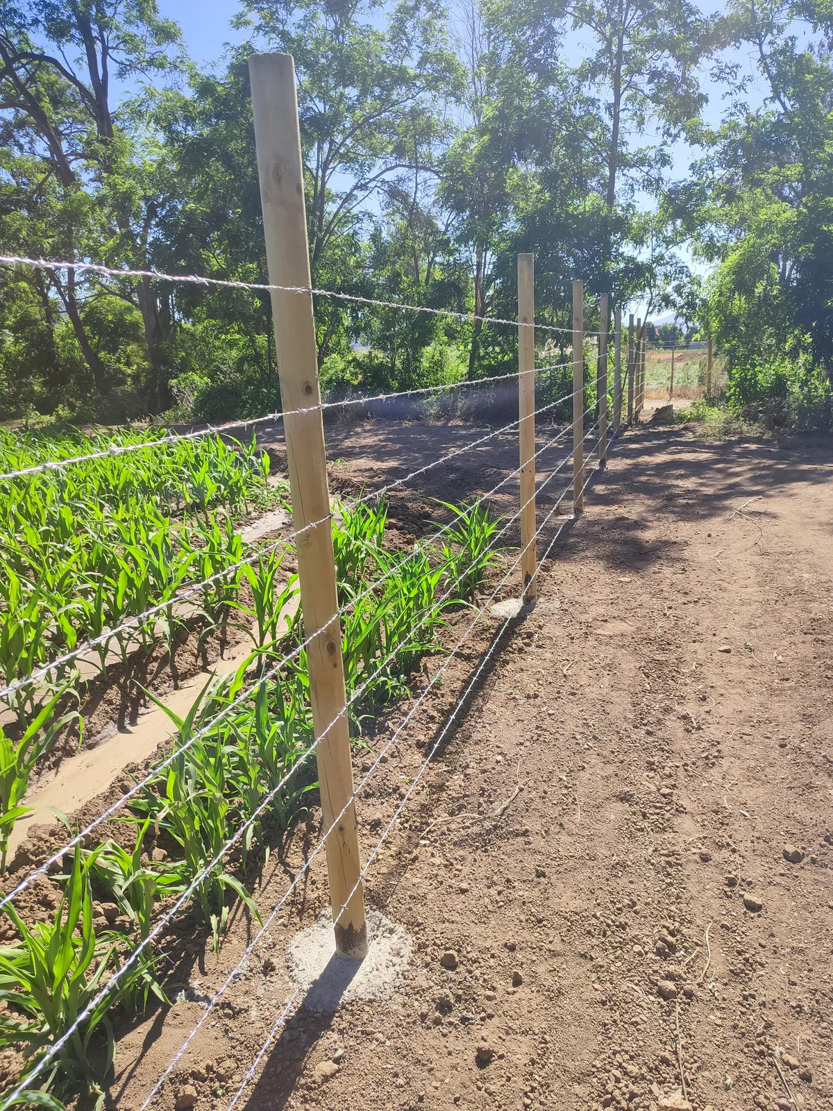 Cierre Perimetral en Curacaví — Alambre de púa — foto 5